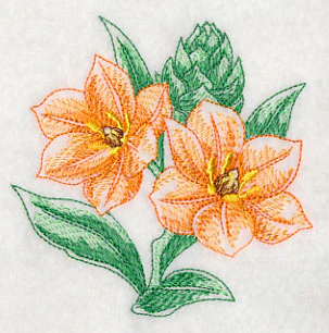 African Star Flower Beauty - Image 5