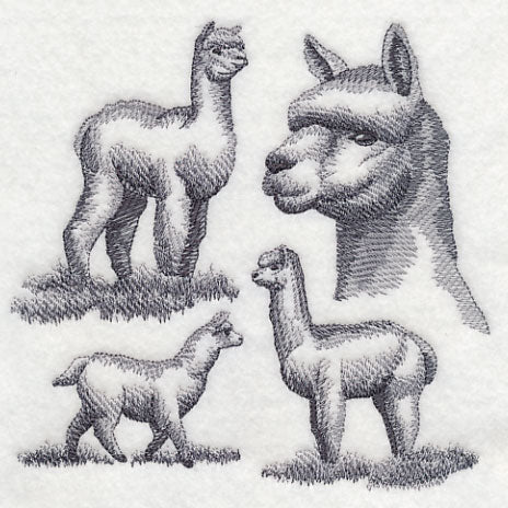 Alpaca Sketch - Image 3