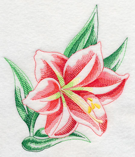 Amaryllis Beauty - Image 3