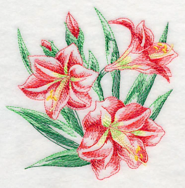 Amaryllis Sketch - Image 4