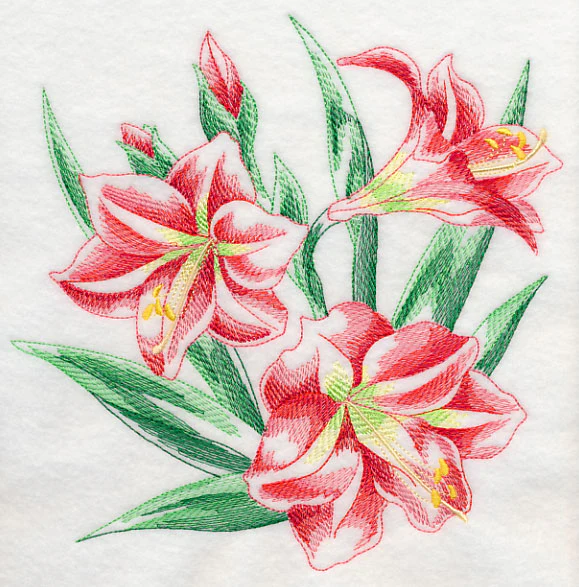 Amaryllis Sketch - Image 6