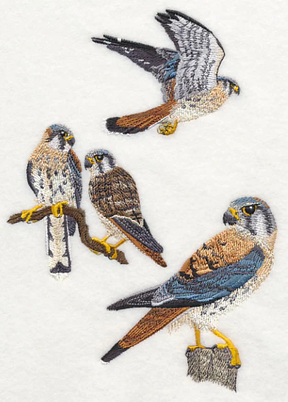American Kestrel Collage - Image 3
