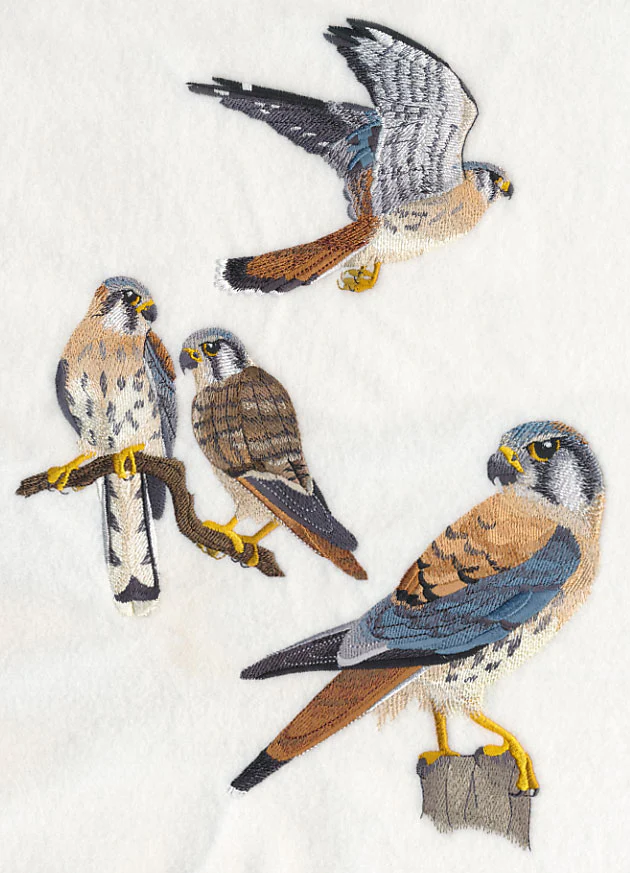 American Kestrel Collage - Image 5