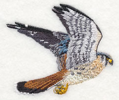 American Kestrel in Flight - Image 2