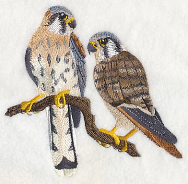 American Kestrel Pair - Image 3