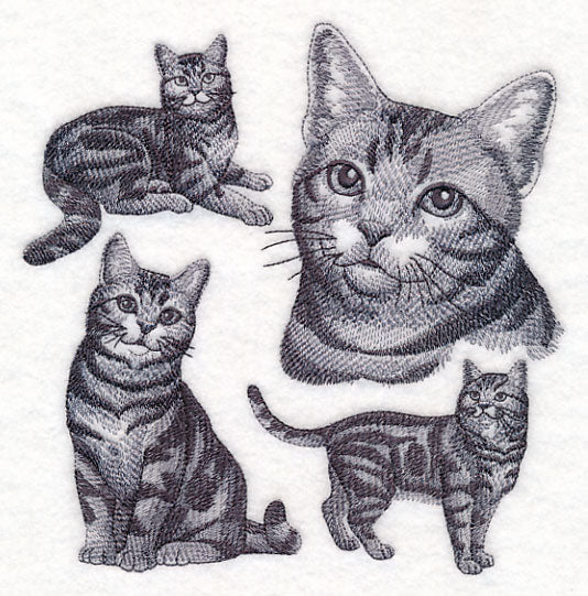 American Shorthair Cat Sketch - Image 2