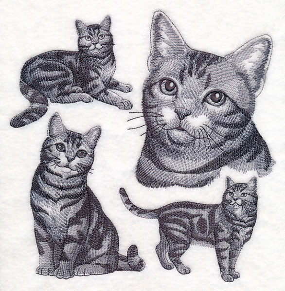 American Shorthair Cat Sketch - Image 5