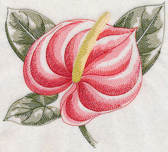 Anthurium Beauty - Image 2