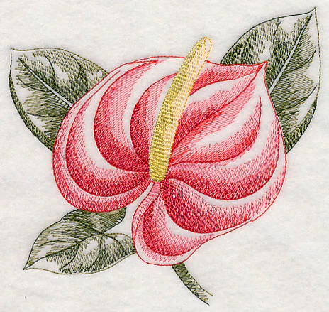 Anthurium Beauty - Image 3