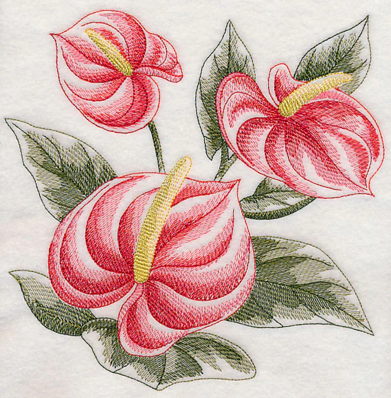 Anthurium Sketch