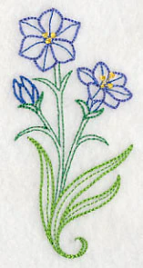 Aristea Africana (Vintage) - Image 4