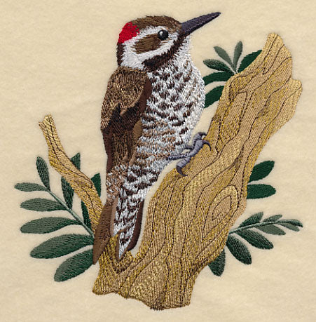 Arizona Woodpecker - Image 3