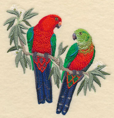 Australian King Parrots in Eucalyptus Tree - Image 3