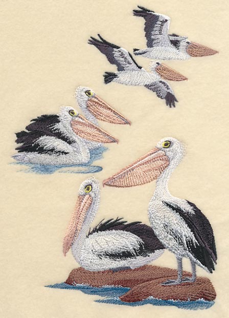 Australian Pelican Collage - Image 3