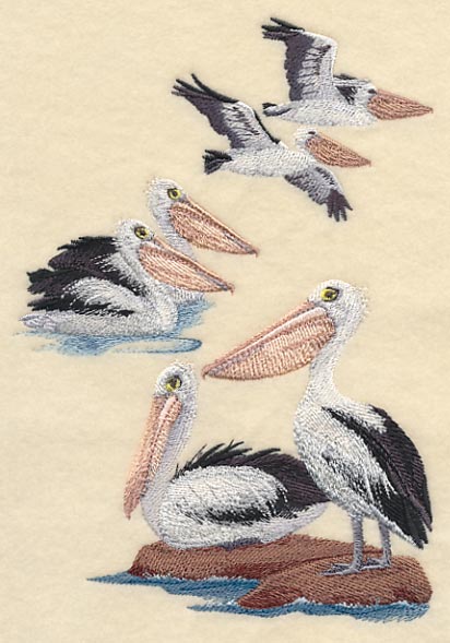 Australian Pelican Collage - Image 4