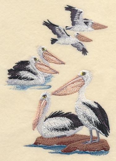 Australian Pelican Collage - Image 5
