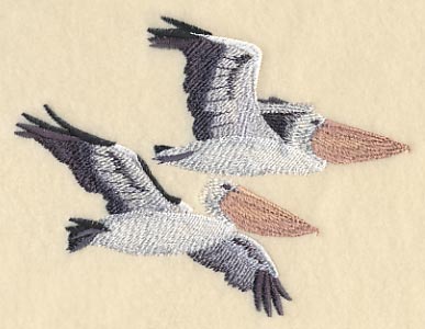 Australian Pelicans in Flight