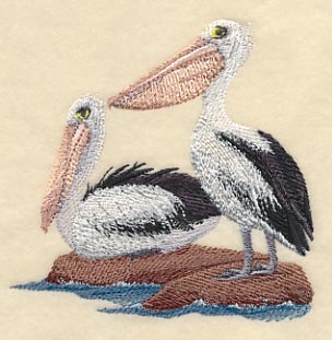 Australian Pelicans on Shore - Image 2
