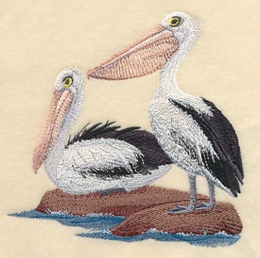 Australian Pelicans on Shore - Image 3