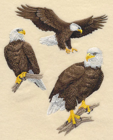 Bald Eagle Collage - Image 2
