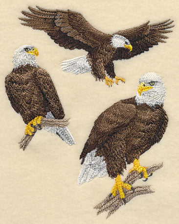 Bald Eagle Collage - Image 3
