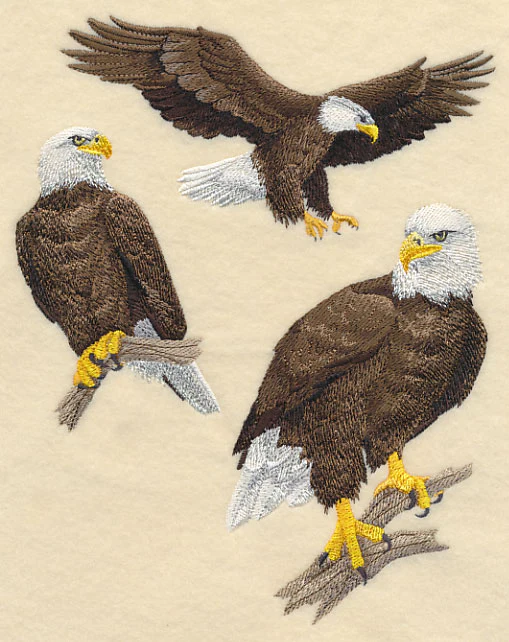Bald Eagle Collage - Image 4
