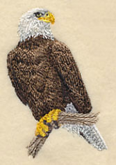 Bald Eagle Perching 1 - Image 2