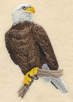 Bald Eagle Perching 1 - Image 3