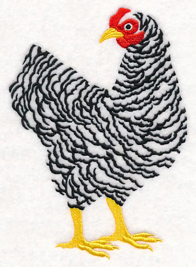 Barred Plymouth Rock Hen - Image 4