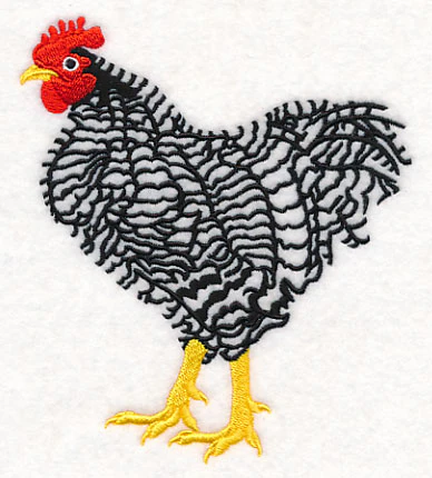 Barred Plymouth Rock Rooster - Image 3