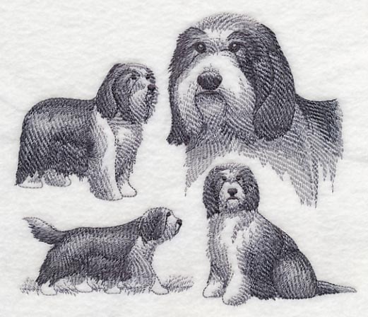 Bearded Collie Sketch - Image 2