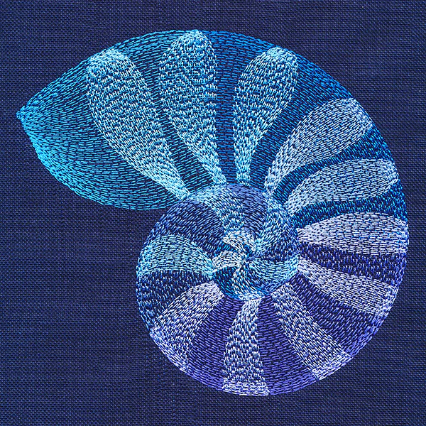 Beautiful Shark Eye Shell - Image 3