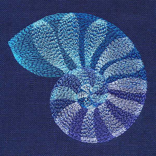 Beautiful Shark Eye Shell - Image 4