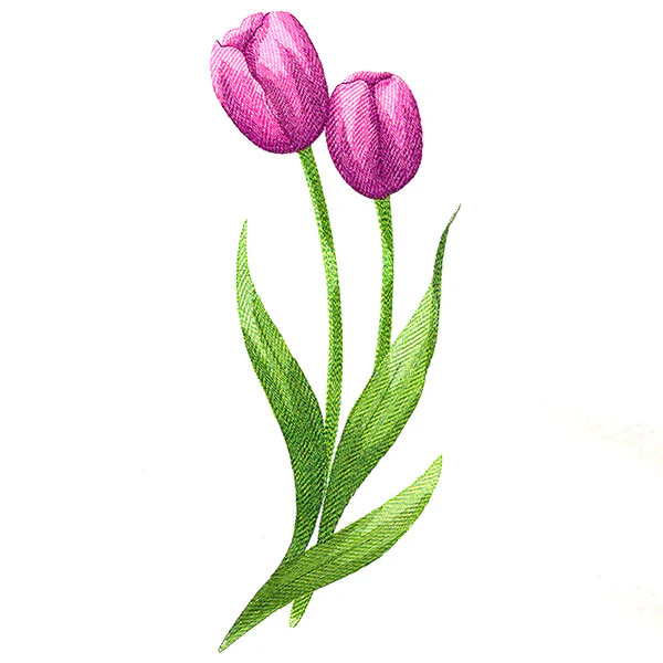 Beautiful Tulips - Image 5