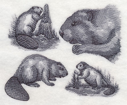 Beaver Sketch - Image 3
