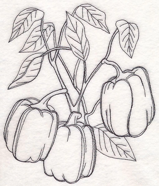 Bell Pepper Etching