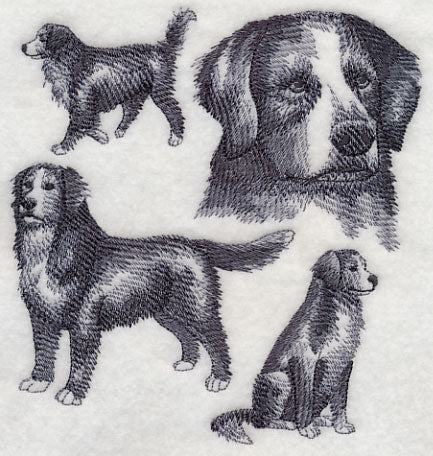 Bernese Mountain Dog Sketch - Image 3