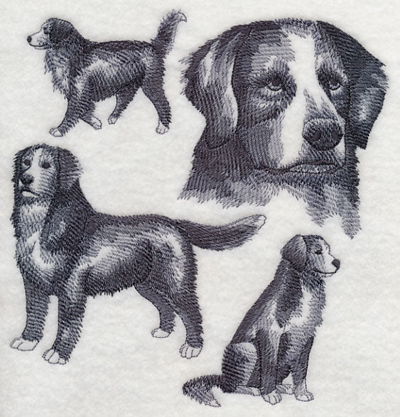 Bernese Mountain Dog Sketch - Image 5