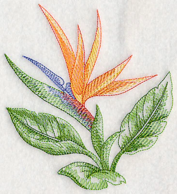 Bird of Paradise Beauty - Image 4