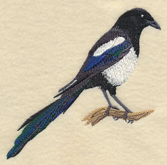 Black-Billed Magpie