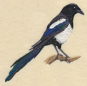 Black-Billed Magpie - Image 2