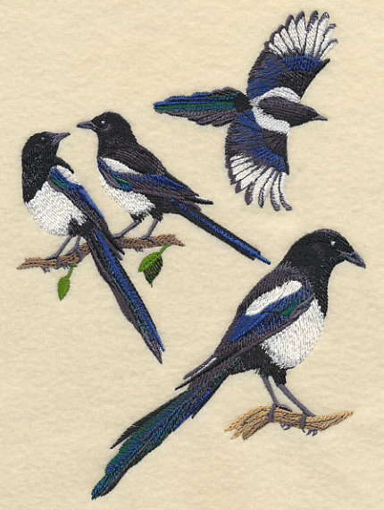 Black-Billed Magpie Collage - Image 2