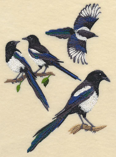Black-Billed Magpie Collage - Image 3