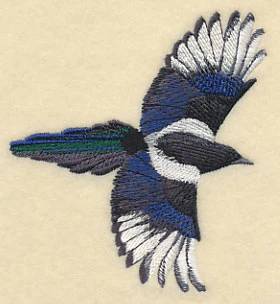 Black-Billed Magpie In Flight - Image 3