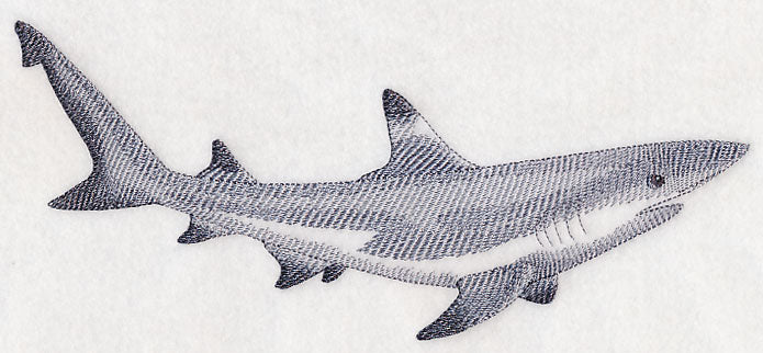 Black-Tipped Reef Shark Sketch - Image 2