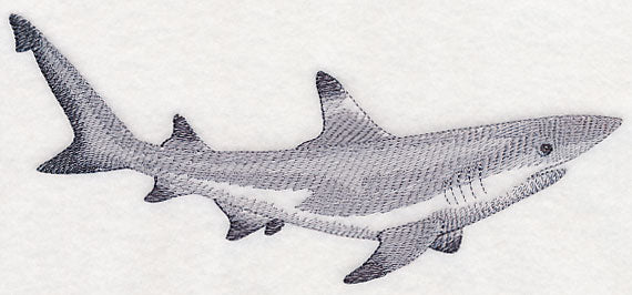 Black-Tipped Reef Shark Sketch - Image 3