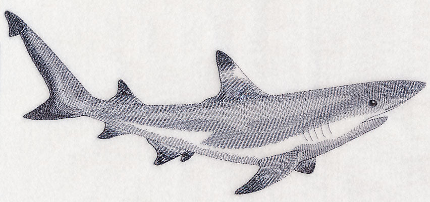Black-Tipped Reef Shark Sketch - Image 5