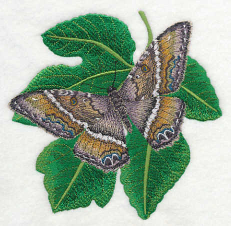 Black Witch Moth - Image 3
