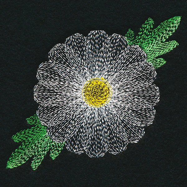 Blooming Garden Daisy - Image 5