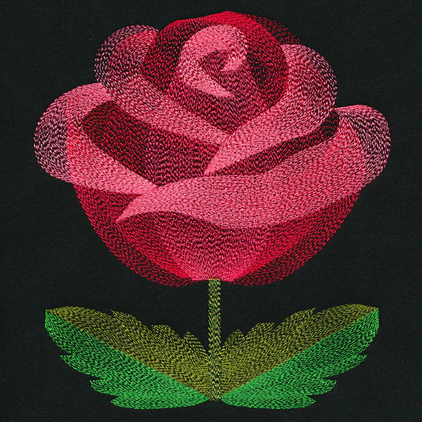 Blooming Garden Rose